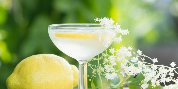 Holunderblüte Melisse Getränk: Wellness für Geist und Körper