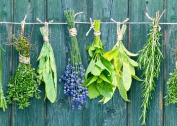 Natürliche Kräuter: Eine gesunde Alternative für Wellness und Entspannung